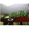 Image 1 : grouping of silk ferns top of pool tabl