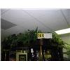 Image 1 : grouping of silk ferns top of bar