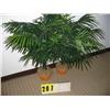 Image 1 : grouping of two small palm trees