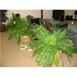 grouping of three large ferns