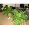 Image 1 : grouping of three large ferns