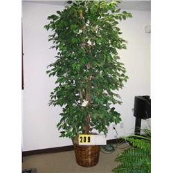 8 silk ficus tree