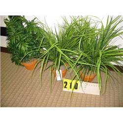 grouping of 3 small plants