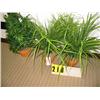 Image 1 : grouping of 3 small plants 