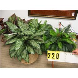 grouping of 4 potted silk ferns