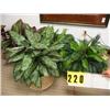 Image 1 : grouping of 4 potted silk ferns