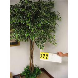 potted verigated silk plant