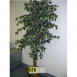 silk verigated ficus plant