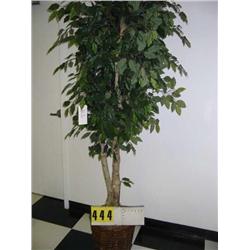 large silk ficus tree