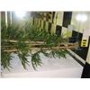Image 1 : 8ft bamboo tree