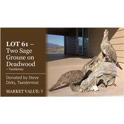 Display of two sage grouse on deadwood