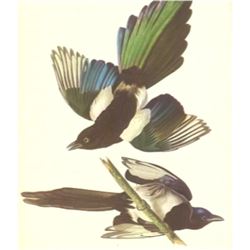 c1950 Audubon Print, American Magpie