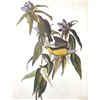 c1946 Audubon Print, #138 Connecticut Warbler