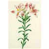 Image 1 : After Pierre-Jospeh Redoute, Floral Print, #2 Alstroemeria Pelegrina