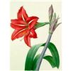 Image 1 : After Pierre-Jospeh Redoute, Floral Print, #4 Amaryllis bresilienne ( Amaryllis )