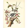 Image 2 : c1946 Audubon Print, #112 Downy Woodpecker