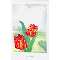 1920's Tulip Color Lithograph Print