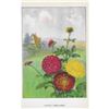 Image 2 : 1920's Dahlia Color Lithograph Print