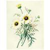 Image 1 : After Pierre-Jospeh Redoute, Floral Print, #22 Chrysantheme carene (Crysanthemum)