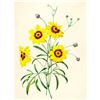 Image 1 : After Pierre-Jospeh Redoute, Floral Print, #24 Corcopsis elegant (Tickseed)