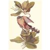 Image 1 : c1950 Audubon Print, Mangrove Cuckoo