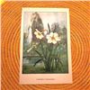 1920's Narcissus Color Lithograph Print