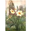 Image 2 : 1920's Narcissus Color Lithograph Print