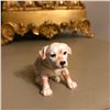 Image 1 : Adorable Little Labrador Retriever Puppy Jewel Trinket Box