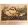 Image 2 : c1946 Audubon Print, #376 or #406 Trumpeter Swan
