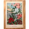 Image 2 : 1920's Phlox Color Lithograph Print