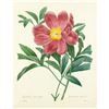 Image 1 : After Pierre-Jospeh Redoute, Floral Print, #105 Pivoine officinal a fleurs simples (Peony)