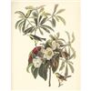 Image 1 : c1950 Audubon Print, Backman's Warbler