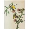 Image 1 : c1946 Audubon Print, #33 Goldfinch