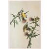 Image 2 : c1946 Audubon Print, #33 Goldfinch