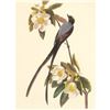 Image 1 : c.1950 Audubon Print, Fork-Tailed Flycatcher