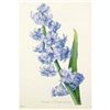 Image 1 : After Pierre-Jospeh Redoute, Floral Print, #66 Hacinthe d'Orient (Hyacinth)