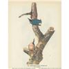 Image 1 : c1946 Audubon Print, #105 Red-Breasted Nuthatch