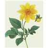 Image 1 : After Pierre-Jospeh Redoute, Floral Print, #29 Dalhia simple