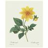 Image 2 : After Pierre-Jospeh Redoute, Floral Print, #29 Dalhia simple