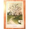 Image 1 : 1920's Yulan Magnolia Color Lithograph Print