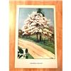Image 1 : 1920's Flowering Dogwood Color Lithograph Print