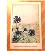 Image 1 : 1920's Bachelor's Button ( Corn Flower ) Color Lithograph Print