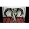 Image 1 : BRAHMA BULL SKULL. HORNS INCLUDE OUTSIDE COVERS