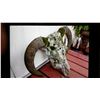 Image 3 : BRAHMA BULL SKULL. HORNS INCLUDE OUTSIDE COVERS