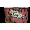 Image 4 : BRAHMA BULL SKULL. HORNS INCLUDE OUTSIDE COVERS