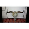 Image 1 : LONG HORN SKULL. HORNS INCLUDE OUTSIDE COVERS.