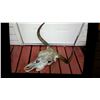 Image 2 : LONG HORN SKULL. HORNS INCLUDE OUTSIDE COVERS.