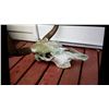 Image 3 : LONG HORN SKULL. HORNS INCLUDE OUTSIDE COVERS.