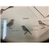 Image 5 : QUARTZ SONG BIRD WALL CLOCK - MADE IN CHINA - BATTERY POWERED