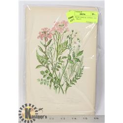 22 SUPERB BOTANICAL LITHOS. 1900 BY ANNE PRATT